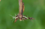 Woolly rosette grass